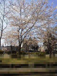 桜150402_0842~010001.jpg